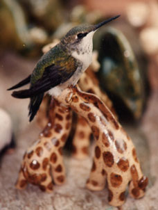 Baby Hummingbird on Giraffes